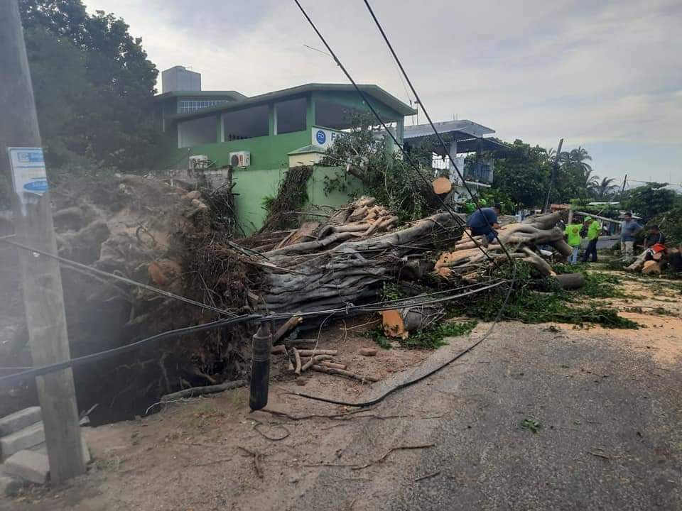 Lluvia y ventarrón causan un deceso, un herido y diversos árboles caídos en la Costa Grande de Guerrero