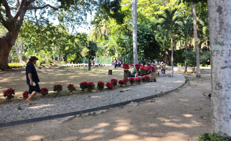 Colocan 350 plantas de Nochebuena entorno a la Parota mayor del Parque Papagayo