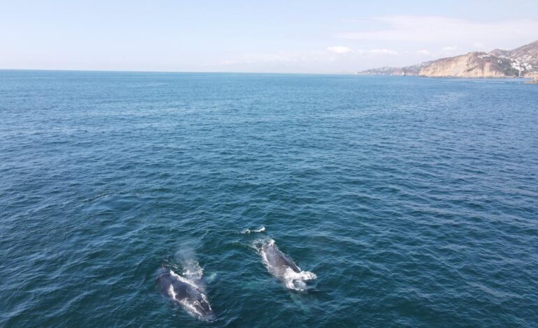 Alertan a la comunidad marítima de Acapulco por cadáver a la deriva de ballena