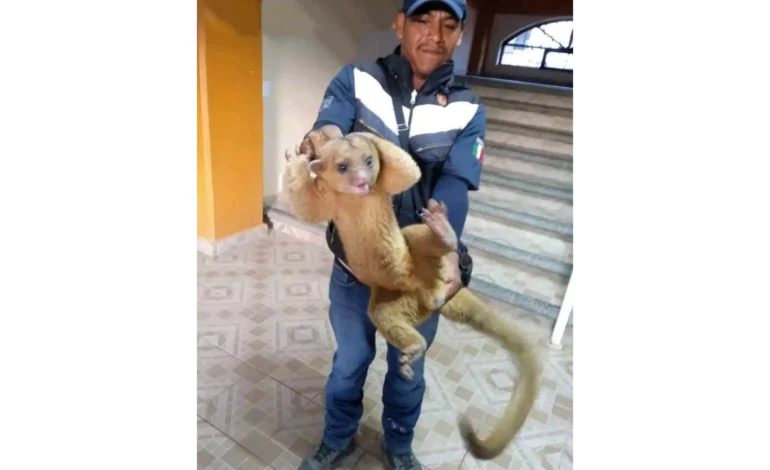 Capturan a ejemplar de martucha en Acatepec, en la Montaña de Guerrero