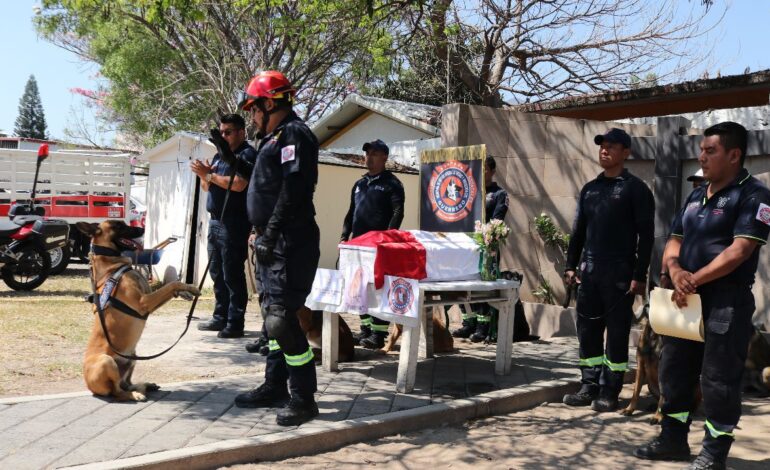 Dan adiós y rinden homenaje a Hanna, perrita de búsqueda y rescate de la Secretaría de Gestión Integral de Riesgos y Protección Civil