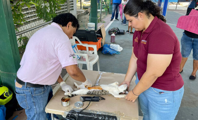 Realiza Gobierno de Abelina López, campaña de esterilización en Pie de la Cuesta