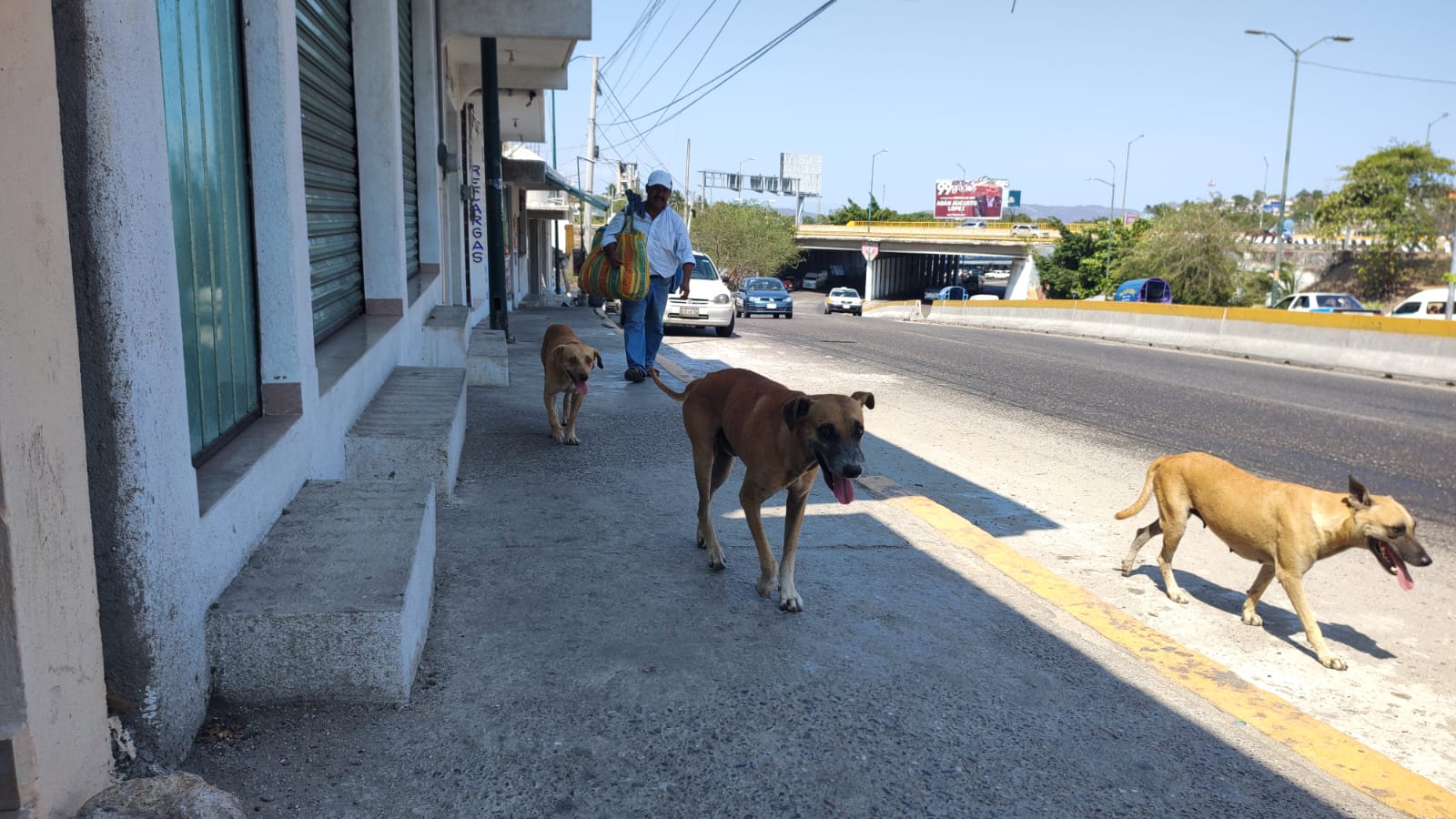 El presidente Andrés Manuel presentará reforma para que animales sean considerados sujetos de derecho