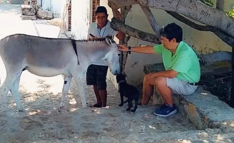 Defensoras de animales urgen a autoridades aplicar protocolo de retiro y salvaguarda del burrito Manolín