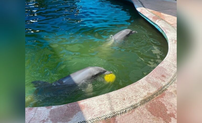 Otis: «Aparentemente» sanos los delfines del parque acuático El Rollo en Acapulco