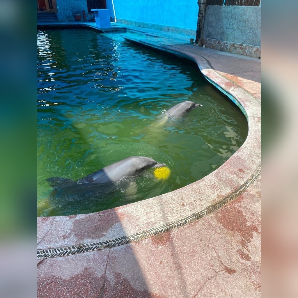 Otis: «Aparentemente» sanos los delfines del parque acuático El Rollo en Acapulco