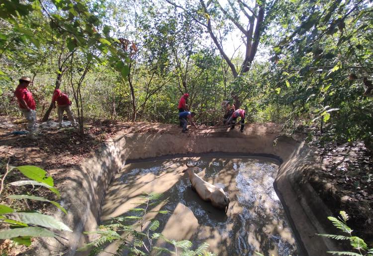 Rescatan a vaca atrapada en represa de agua en Tierra Colorada, Guerrero