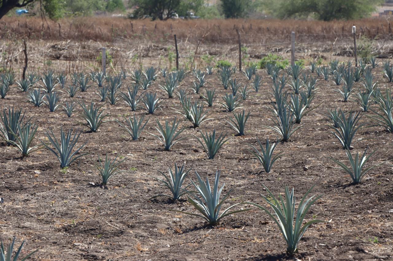 Promueve Media Luna la producción de agave espadín para diversificar cultivos en Cocula