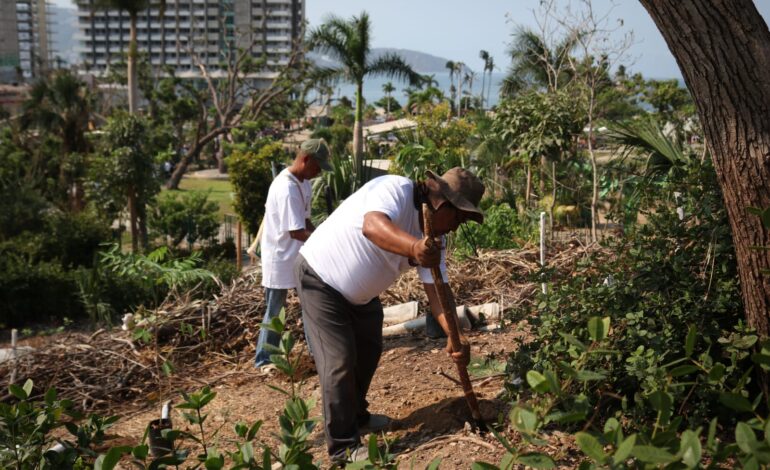 Sembrando Vida participa en la campaña «Reforestando Guerrero 2024»