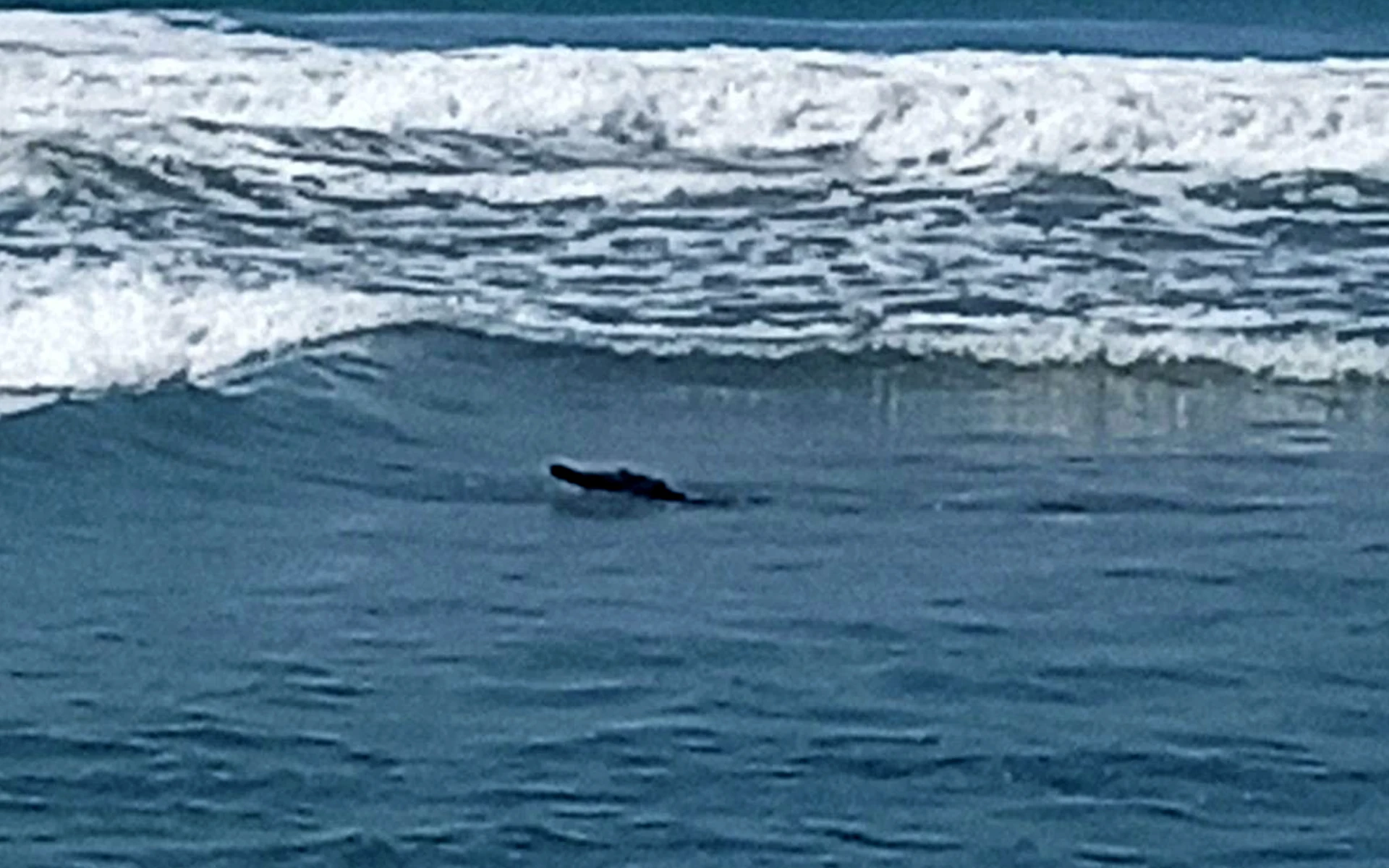 Cocodrilo en playa Bonfil pone en jaque a autoridades