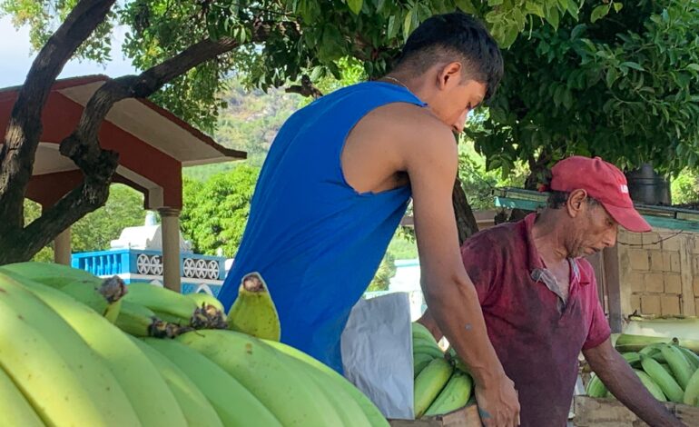 Continúa la producción del campo en el municipio de Tecpan de Galeana