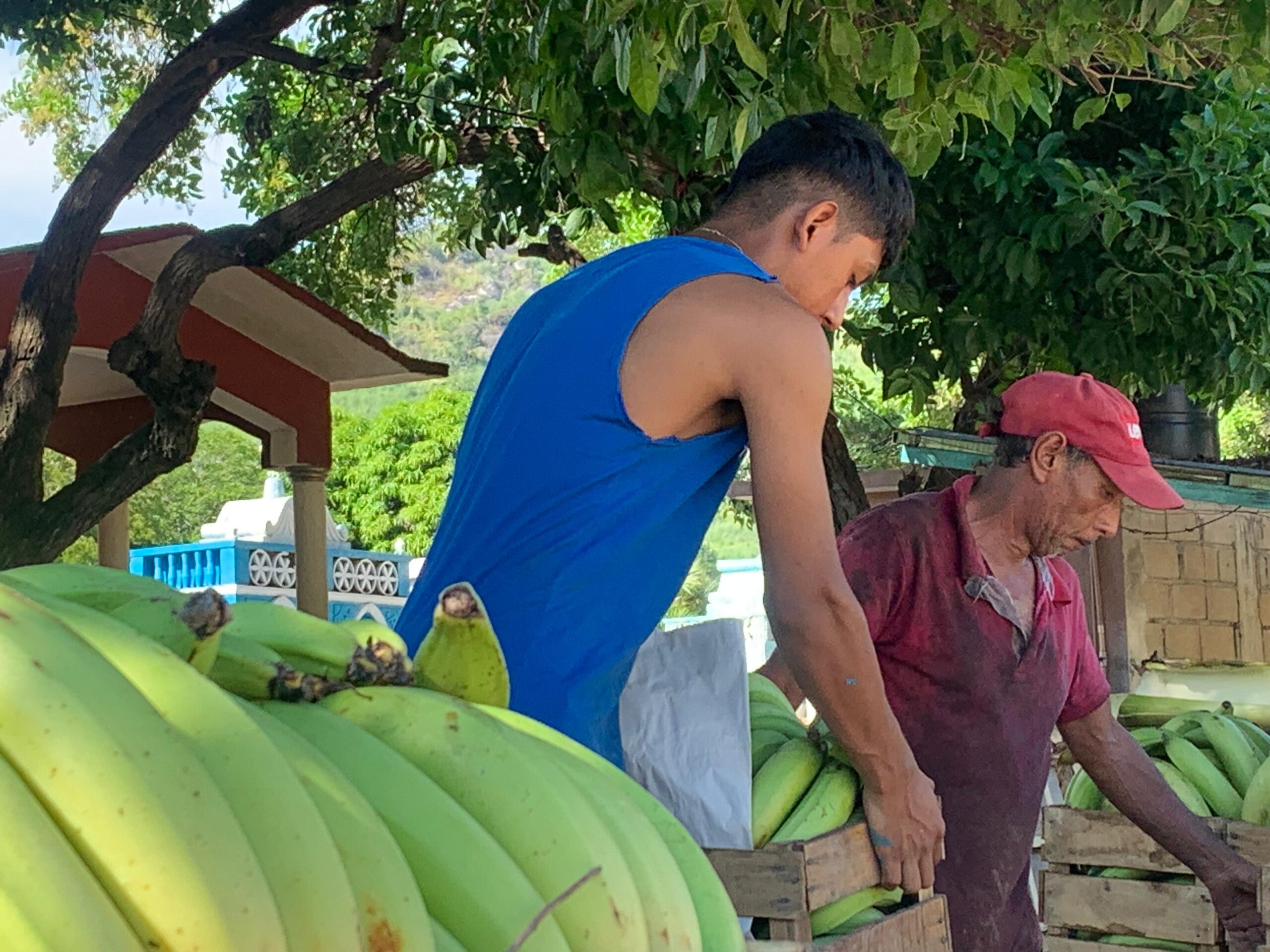 Continúa la producción del campo en el municipio de Tecpan de Galeana